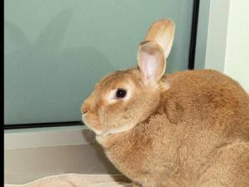 New Zealand and Bunny Rabbit Rabbits Available for Adoption in Longmont, Colorado - Thor | PetCurious