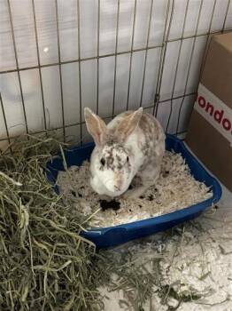 Twist -  Bunny Rabbit Rabbit for Adoption in Montreal, Quebec - Twist | PetCurious