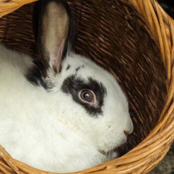 English Spot Rabbits Available for Adoption - GAZPACHO | PetCurious