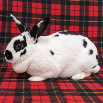Rescue English Spot and American Rabbits for Adoption in Antioch, California - Sasha | PetCurious