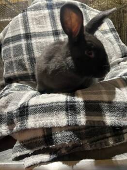 Rescue New Zealand Rabbits for Adoption in Kalamazoo, Michigan - Ingram | PetCurious