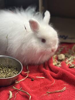 Rescue Bunny Rabbit Rabbits for Adoption in Ravenna, Ohio - Walter | PetCurious