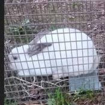 Pluto -  Californian Rabbit for Adoption in Winston-salem, North Carolina - Pluto | PetCurious
