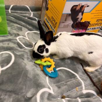 Sage-Available from Foster -  English Spot Rabbit for Adoption in South Burlington, Vermont - Sage-Available From Foster | PetCurious