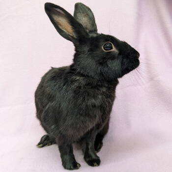 Rescue American Rabbits for Adoption in Antioch, California - Sissy | PetCurious