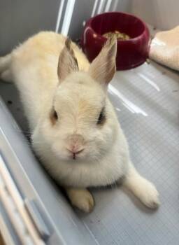Little Miss Thang -  Netherland Dwarf Rabbit for Adoption in Naples, Florida - Little Miss Thang | PetCurious