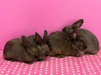 Rescue New Zealand Rabbits for Adoption in Saint Charles, Missouri - Firework And Her Babies | PetCurious