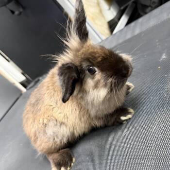 Rescue Bunny Rabbit and Lionhead Rabbits for Adoption in Beulaville, North Carolina - One | PetCurious