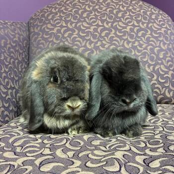 Alfalfa -  Holland Lop Rabbit for Adoption in Gansevoort, New York - Alfalfa | PetCurious