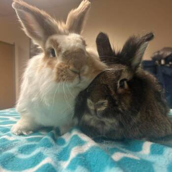 Cheddar -  Lionhead Rabbit for Adoption in Gansevoort, New York - Cheddar | PetCurious