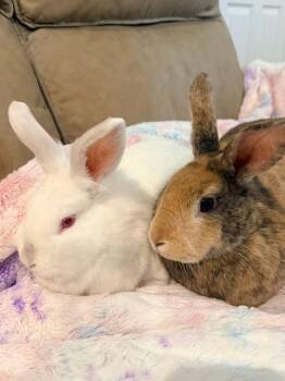 Lionhead Rabbits Available for Adoption in Saint Charles, Missouri - Mix And Match | PetCurious
