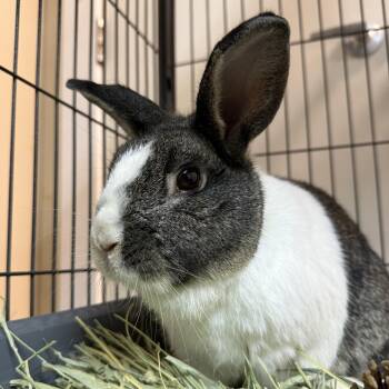 Rescue Bunny Rabbit Rabbits for Adoption in West Milford, New Jersey - Acorn | PetCurious