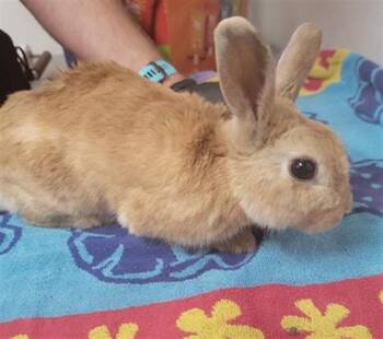 A888179 -  Bunny Rabbit Rabbit for Adoption in Camarillo, California - A888179 | PetCurious