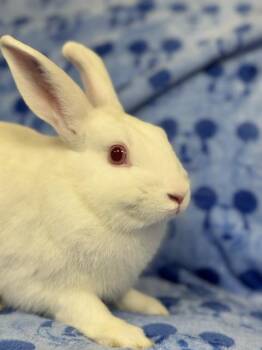Bacardi -  Bunny Rabbit Rabbit for Adoption in Westerville, Ohio - Bacardi | PetCurious