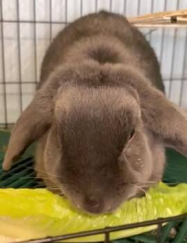 Rosemary -  Lop Eared Rabbit for Adoption in Dallas, Pennsylvania - Rosemary | PetCurious