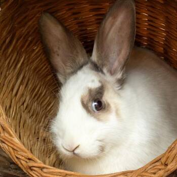 Bunny Rabbit Rabbits Available for Adoption in St. Louis, Missouri - GUMBO | PetCurious
