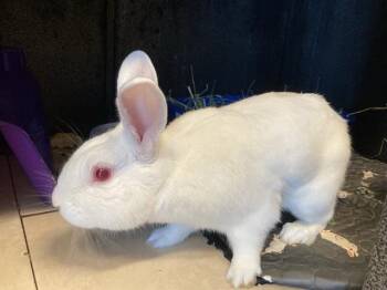 GATO BLANCO -  Bunny Rabbit Rabbit for Adoption in Tustin, California - GATO BLANCO | PetCurious