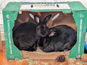 Cora and Onyx -  Bunny Rabbit Rabbit for Adoption in Lee