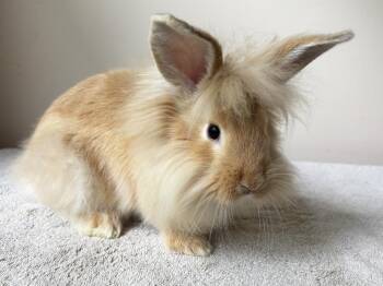 Moose -  Lionhead and Flemish Giant Rabbit for Adoption in Westford, Massachusetts - Moose | PetCurious