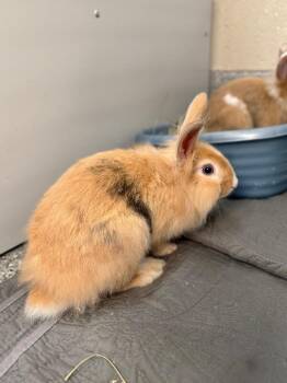 Bug -  Lionhead Rabbit for Adoption in Fruit Heights, Utah - Bug | PetCurious