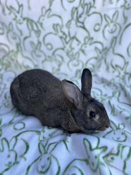 Bunny Rabbit Rabbits Available for Adoption - Breeze | PetCurious
