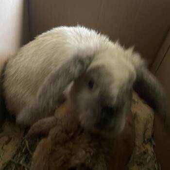 Holland Lop Rabbits Available for Adoption in South Elgin, Illinois - Coco | PetCurious
