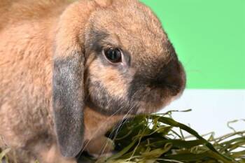 MOOSE -  Bunny Rabbit Rabbit for Adoption in Fort Lauderdale, Florida - MOOSE | PetCurious