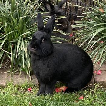 Rescue American Rabbits for Adoption in Elverta, California - Dobby | PetCurious
