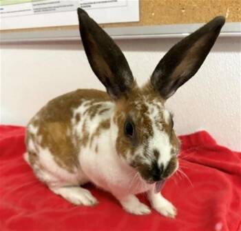 Bunny Rabbit Rabbits Available for Adoption in Camarillo, California - A882159 | PetCurious