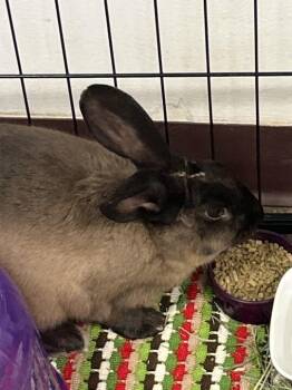Cinderella -  American Rabbit for Adoption in Elyria, Ohio - Cinderella | PetCurious
