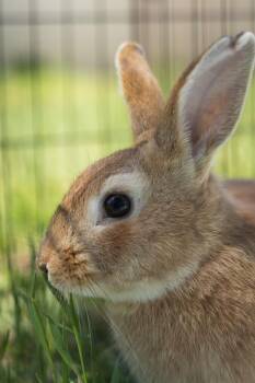 Polish Rabbits Available for Adoption in Bishopville, South Carolina - Cooper | PetCurious