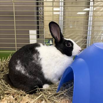 Bagel -  Bunny Rabbit Rabbit for Adoption in Mississauga, Ontario - Bagel | PetCurious