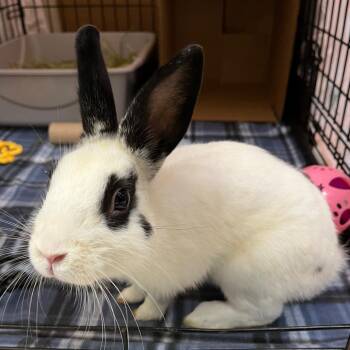 Humphrey -  Hotot Rabbit for Adoption in Oshkosh, Wisconsin - Humphrey | PetCurious