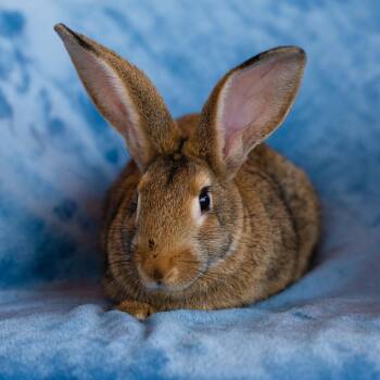 Joan Jett -  Bunny Rabbit Rabbit for Adoption in Warwick, Rhode Island - Joan Jett | PetCurious