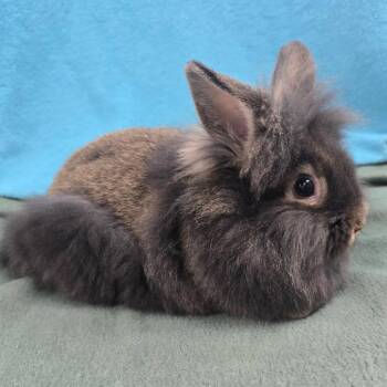 Lionhead Rabbits Available for Adoption - LaDeeDa | PetCurious