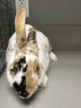 Bunny Rabbit Rabbits Available for Adoption in Las Vegas, Nevada - COCONUT | PetCurious