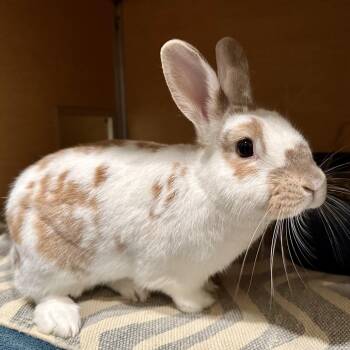 Doll -  American Rabbit for Adoption in Chesapeake, Virginia - Doll | PetCurious