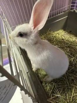 61378043 -  Bunny Rabbit Rabbit for Adoption in El Paso, Texas - 61378043 | PetCurious