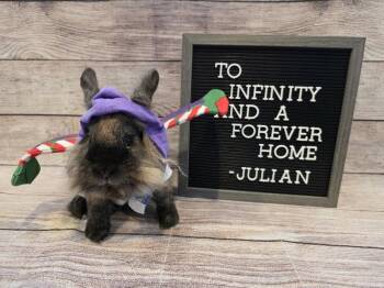 Lionhead Rabbits Available for Adoption in Columbus, Ohio - Julian | PetCurious