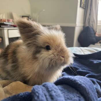 Walter -  Lionhead Rabbit for Adoption - Walter | PetCurious