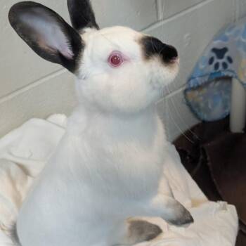 Himalayan Rabbits Available for Adoption - Kiwi | PetCurious