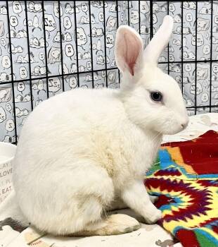 Snow -  American Rabbit for Adoption in Alexandria, Virginia - Snow | PetCurious