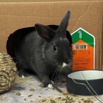 New Zealand and Bunny Rabbit Rabbits Available for Adoption - Oreo | PetCurious