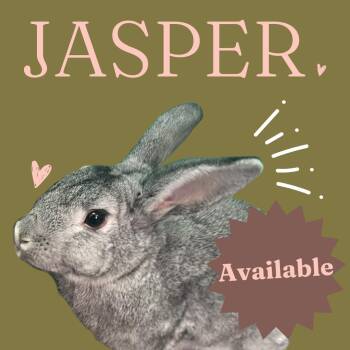 Rescue Chinchilla Rabbits for Adoption in Winston-salem, North Carolina - Jasper | PetCurious