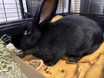 Flemish Giant Rabbits Available for Adoption in Fort Wayne, Indiana - JOYCE | PetCurious