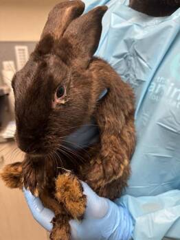 YUNNY -  Bunny Rabbit Rabbit for Adoption in Las Vegas, Nevada - YUNNY | PetCurious