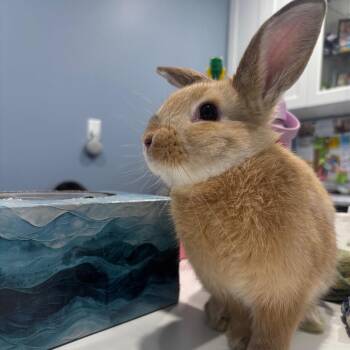 Apple Jack -  Bunny Rabbit Rabbit Available for Adoption in Puslinch, Ontario - Apple Jack | PetCurious
