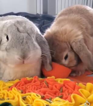 Rescue Lop Eared Rabbits for Adoption in Saint Charles, Missouri - Molly And Maurice | PetCurious