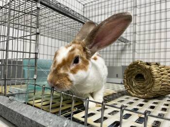 Rex Rabbits Available for Adoption - Pogi | PetCurious