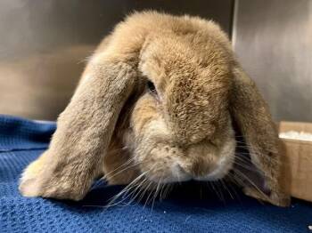 LOLA -  English Lop Rabbit for Adoption in St. Louis, Missouri - LOLA | PetCurious